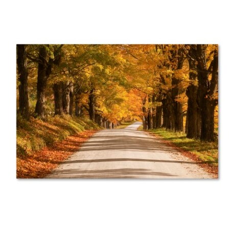 Trademark Fine Art Michael Blanchette Photography 'Maple Canopy' Canvas Art, 22x32 ALI2103-C2232GG